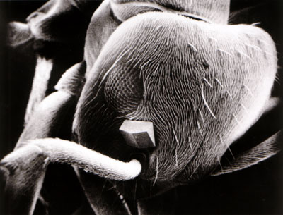 EM Cutterhead Stuck in Ant's Head